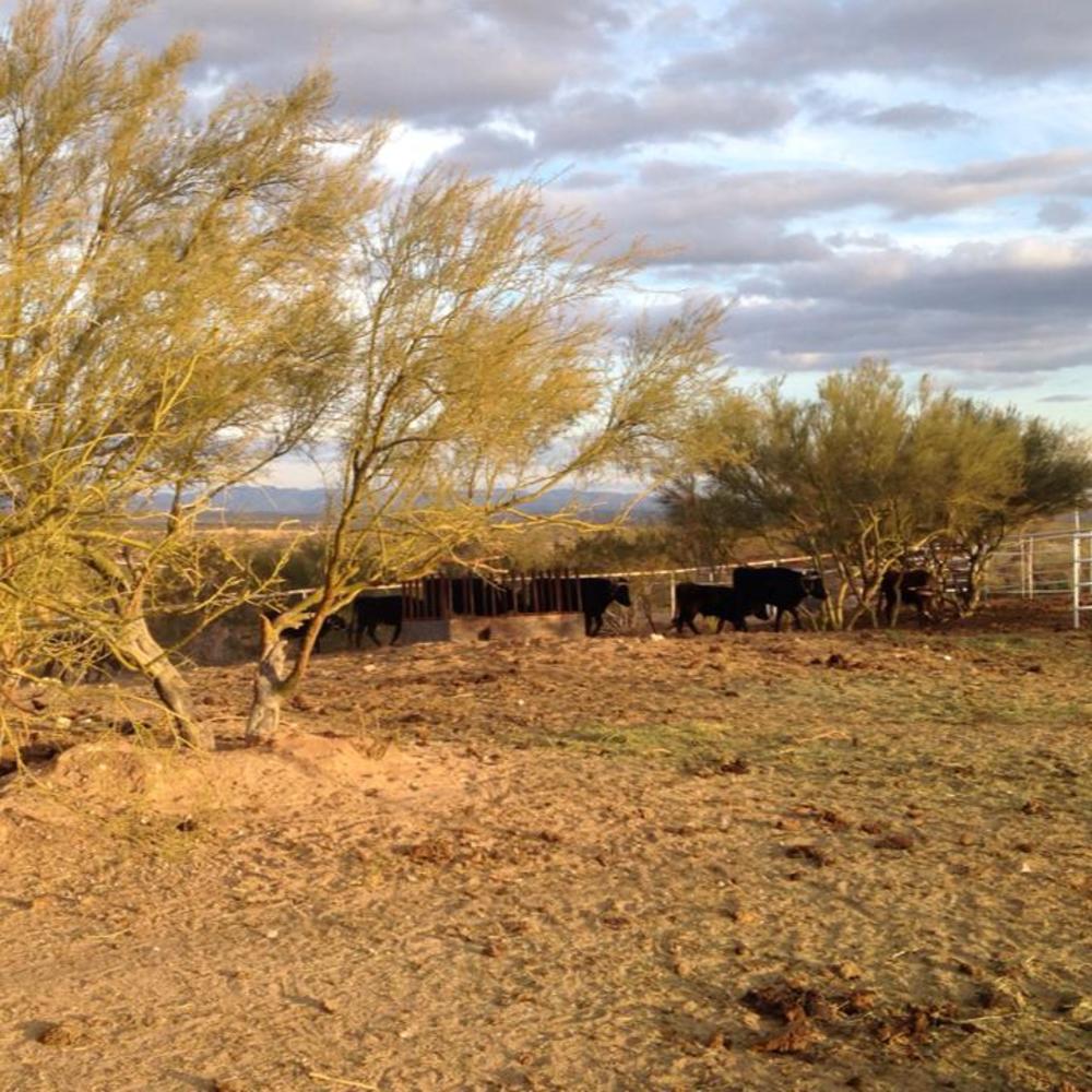 Meet your Posher, Paige